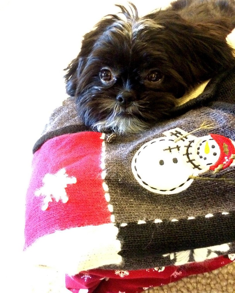 Someone likes my @valuevillage_thrift tacky Christmas sweaters! #Thriftmas #ValueVillage