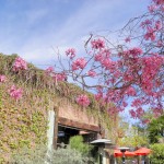 There were all of these spectacular colors surrounding us, but I especially appreicated this tree with bright pink blossoms at "The Lab."