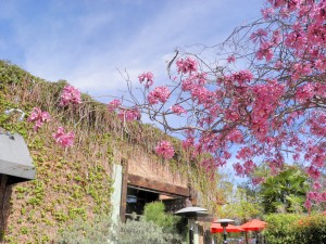 There were all of these spectacular colors surrounding us, but I especially appreicated this tree with bright pink blossoms at "The Lab."